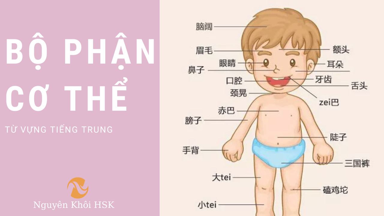 Cải thiện khả năng giao tiếp với khách hàng Trung Quốc bằng cách học từ vựng tiếng Trung về cơ thể người. Tại đây, bạn sẽ tìm thấy hình ảnh minh họa và giải thích cụ thể cho từng từ vựng.